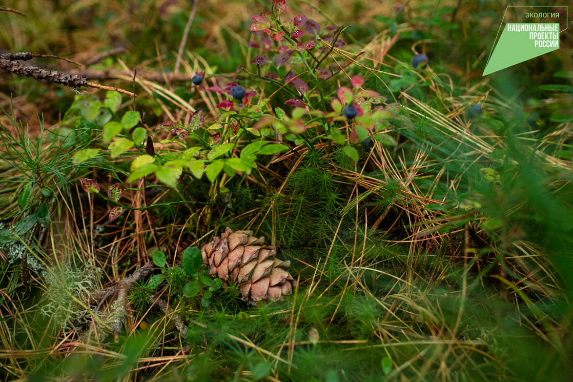    В Югре подвели итоги регионального проекта «Сохранение лесов» нацпроекта «Экология»