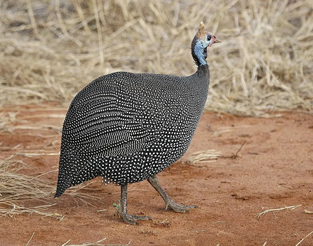 Картинка из интернета 