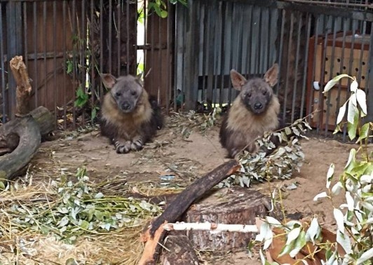 Бурые гиены Гермес и Лада, фото с ТК директора Московского зоопарка С. Акуловой