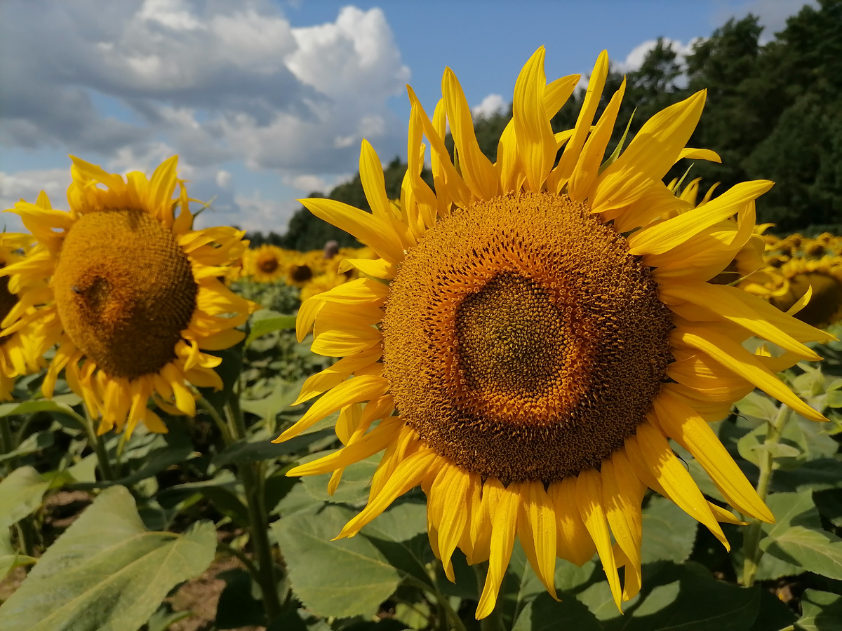 Кусочек лета. 