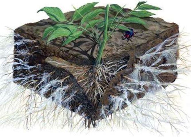 Микориза. Фото из открытых источников интернета.