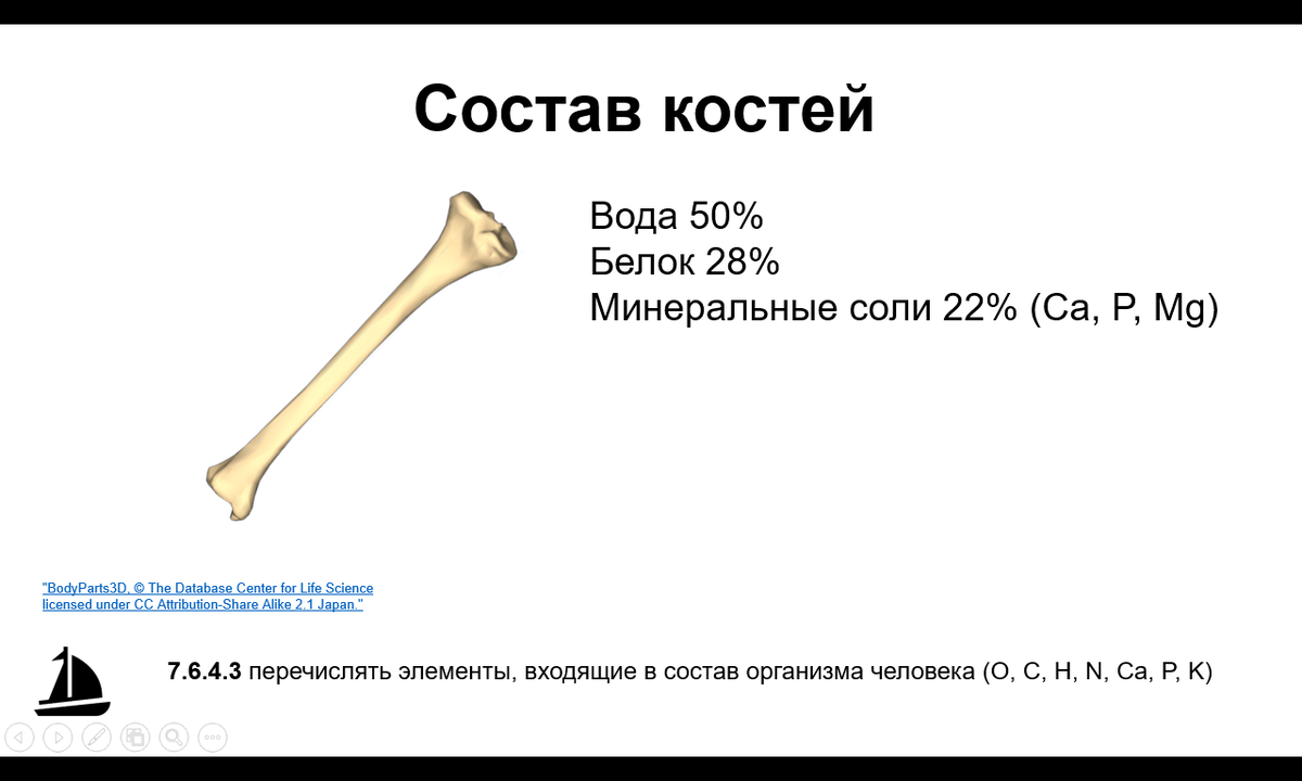 Состав костей