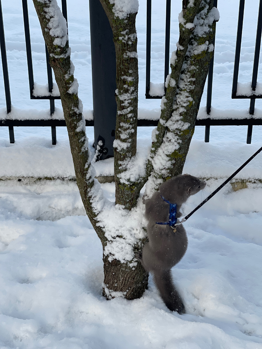 Чаще всего облюбовываем деревья, на которых можно посидеть, но иногда карабкаемся на любое без разбора