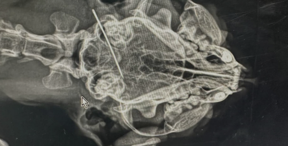 Фото: личный архив Ильи Моно