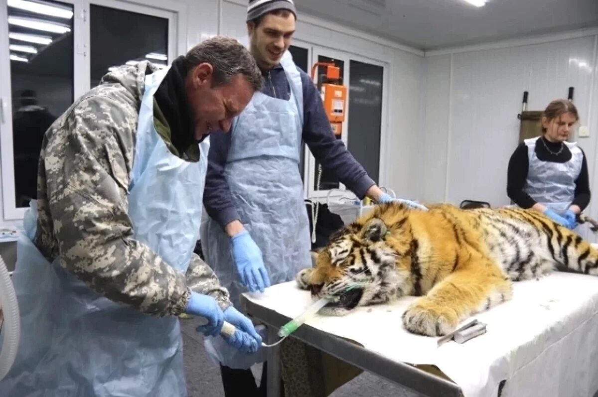    Тигр, пойманный у приморского посёлка Эбергард, прошёл плановый ветосмотр