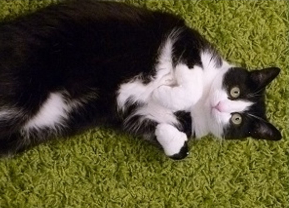 Наша кошка Муся( несколько лет назад её не стало)