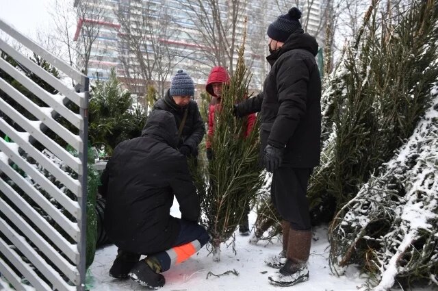    Где заберут отслужившую новогоднюю ёлку у жителей Петербурга и Ленобласти?