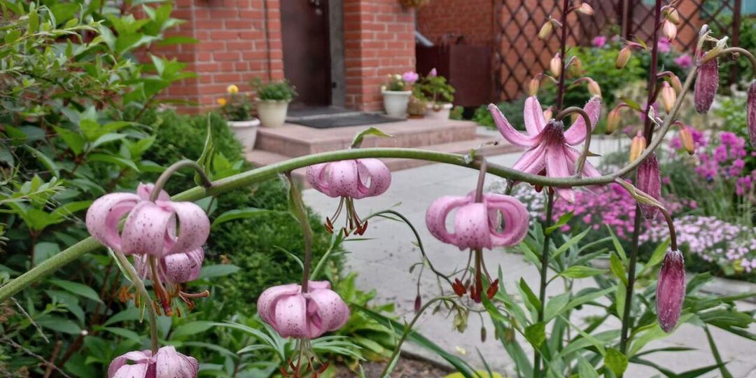 Что такое здоровая почва?