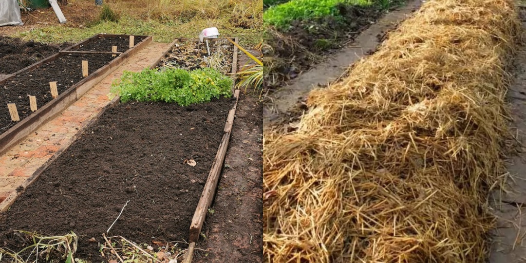 Откажусь в 2026 году от 7 бесполезных работ в саду. Берегу время и силы для важных дел