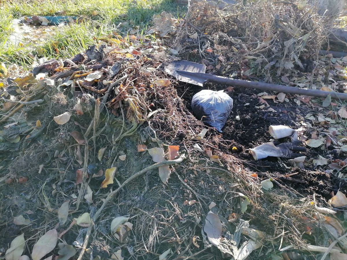 Набираю грунт из компостной кучи, фото автора