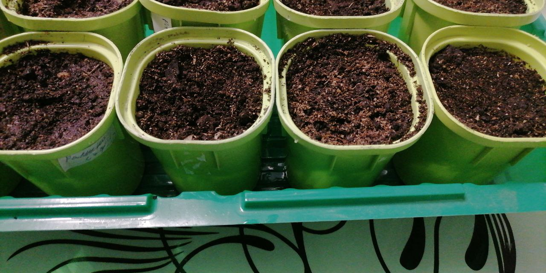 Готовлю свой грунт для рассады: как набрать, обеззаразить/прогреть, с чем смешать