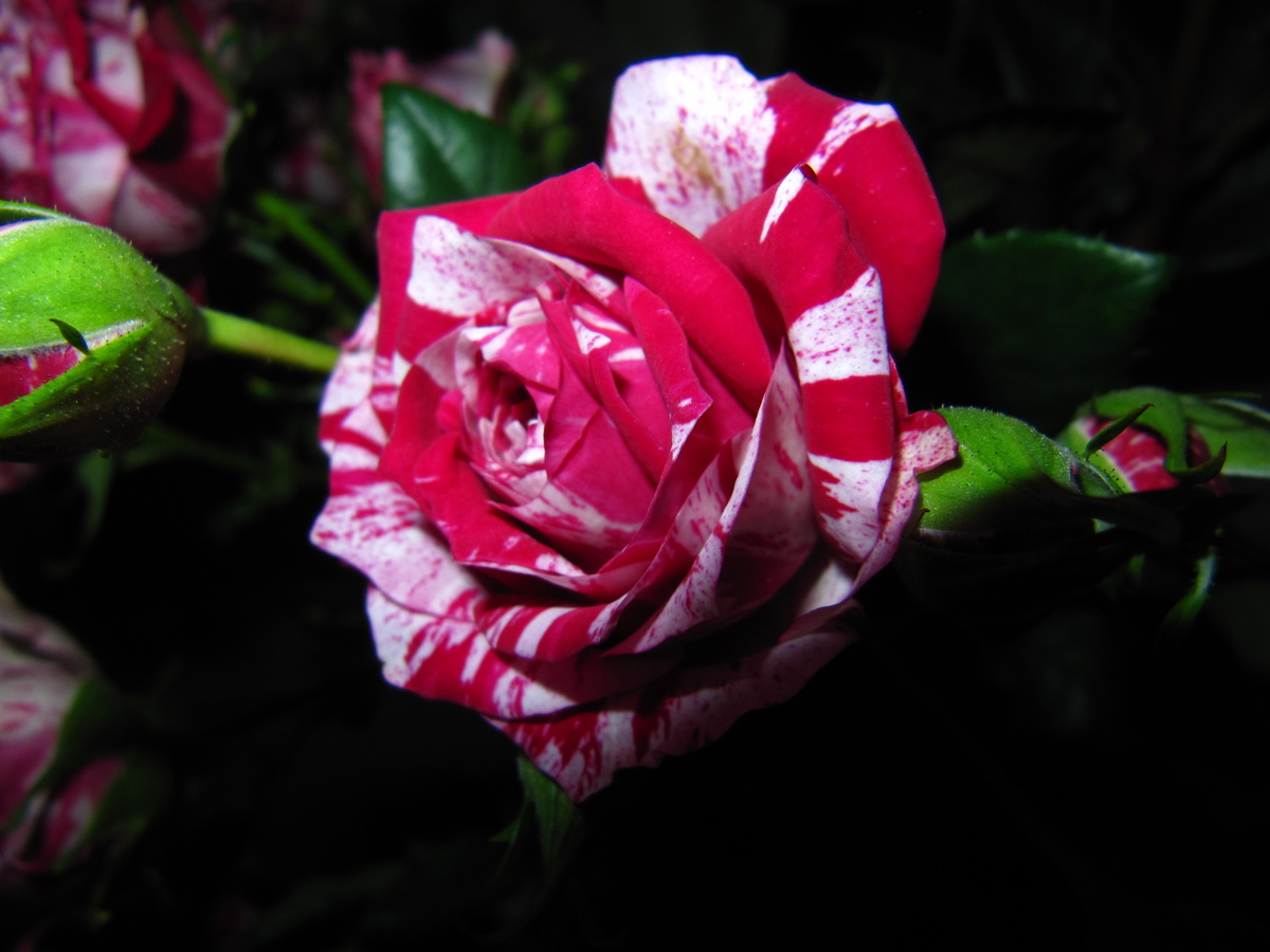 Вне конкуренции