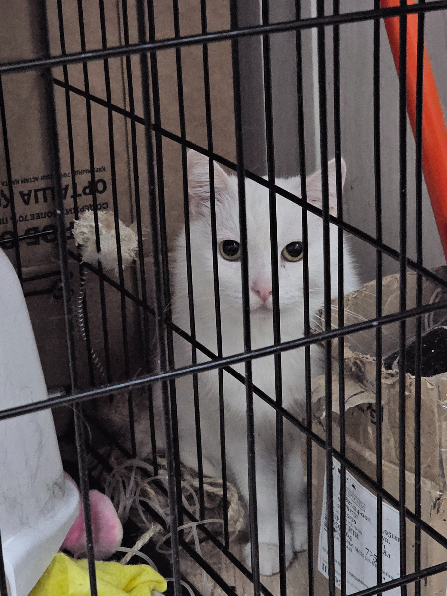 Фото автора. Тимоша.