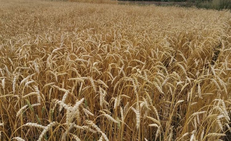    Иркутская область увеличила экспорт зерна на 84 процента по итогам минувшего года