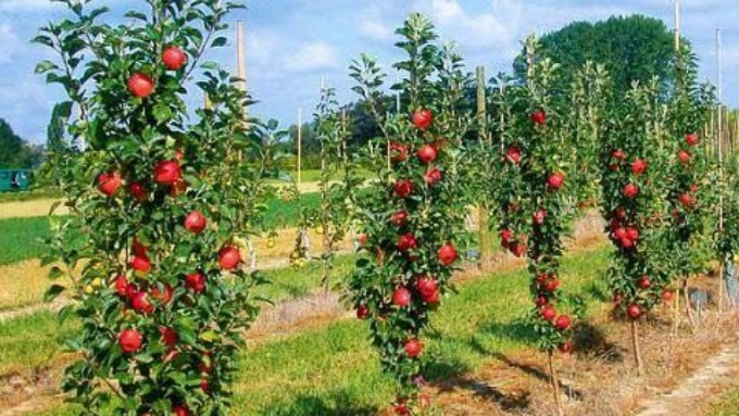 Фото с pinterest.com