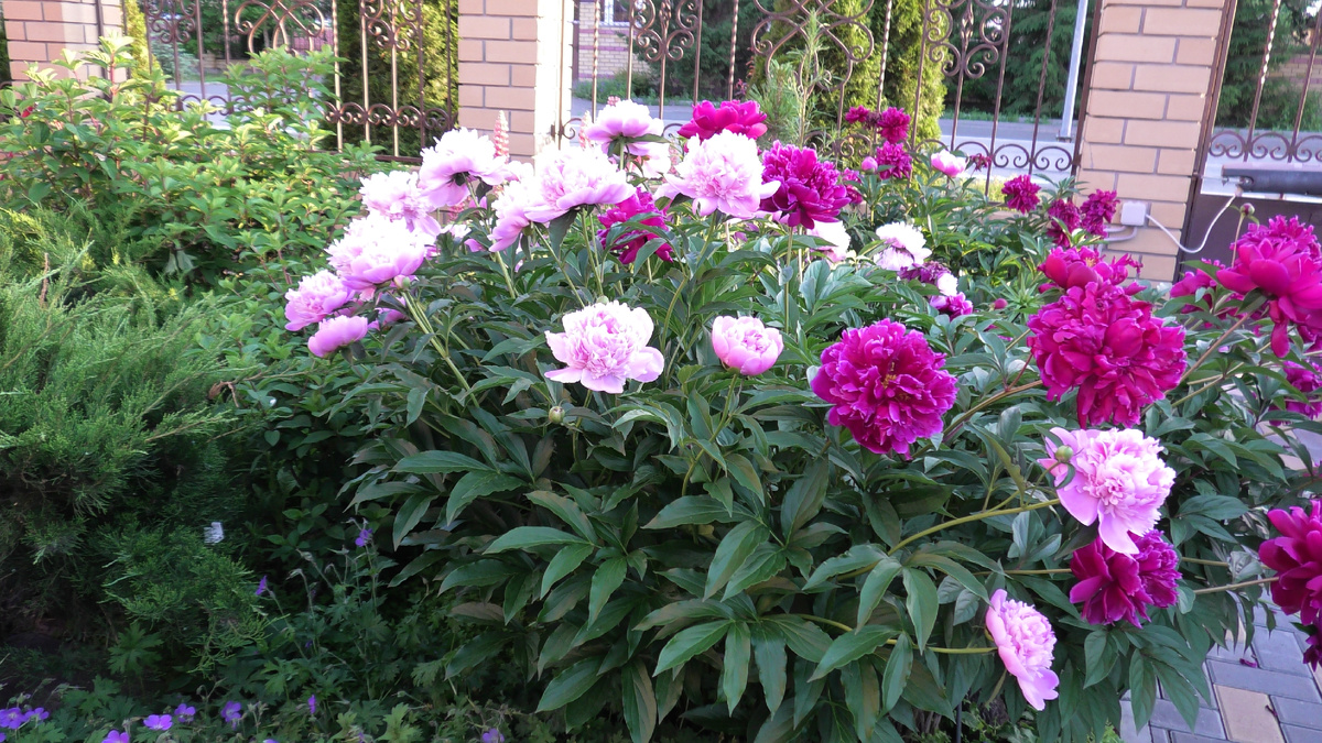 Фото автора канала Дом с кипарисами