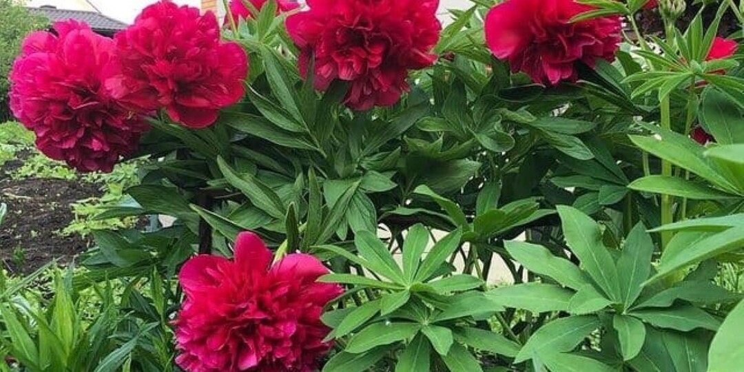 7 базовых правил ухода за пионами