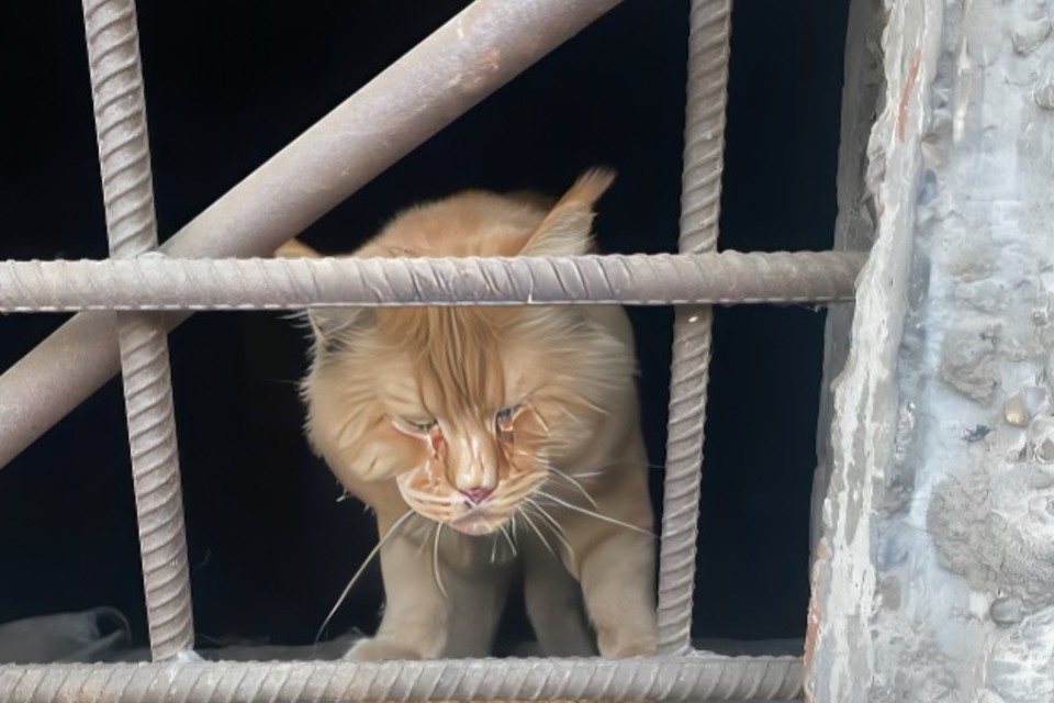    Бездомный мейн-кун в одиночку зимовал в подвале красноярской пятиэтажки. Фото: приют для кошек "Золотое сердце".