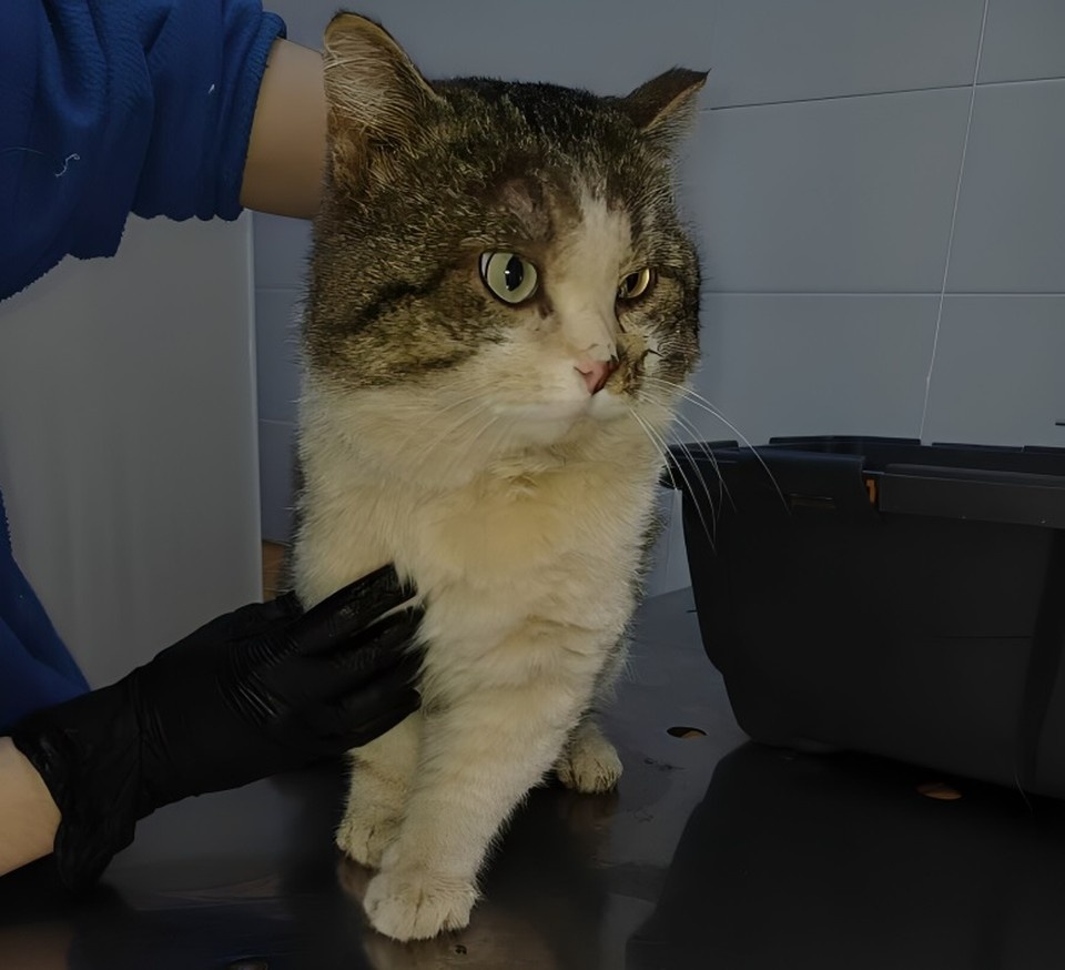    Первым в ловушку попал вот такой красавец. Фото: приют для кошек "Золотое сердце".