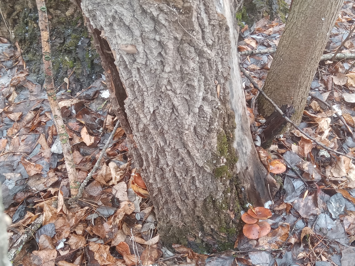 Зимний опенок. Вкусный и питательный гриб - основная цель нашего похода.