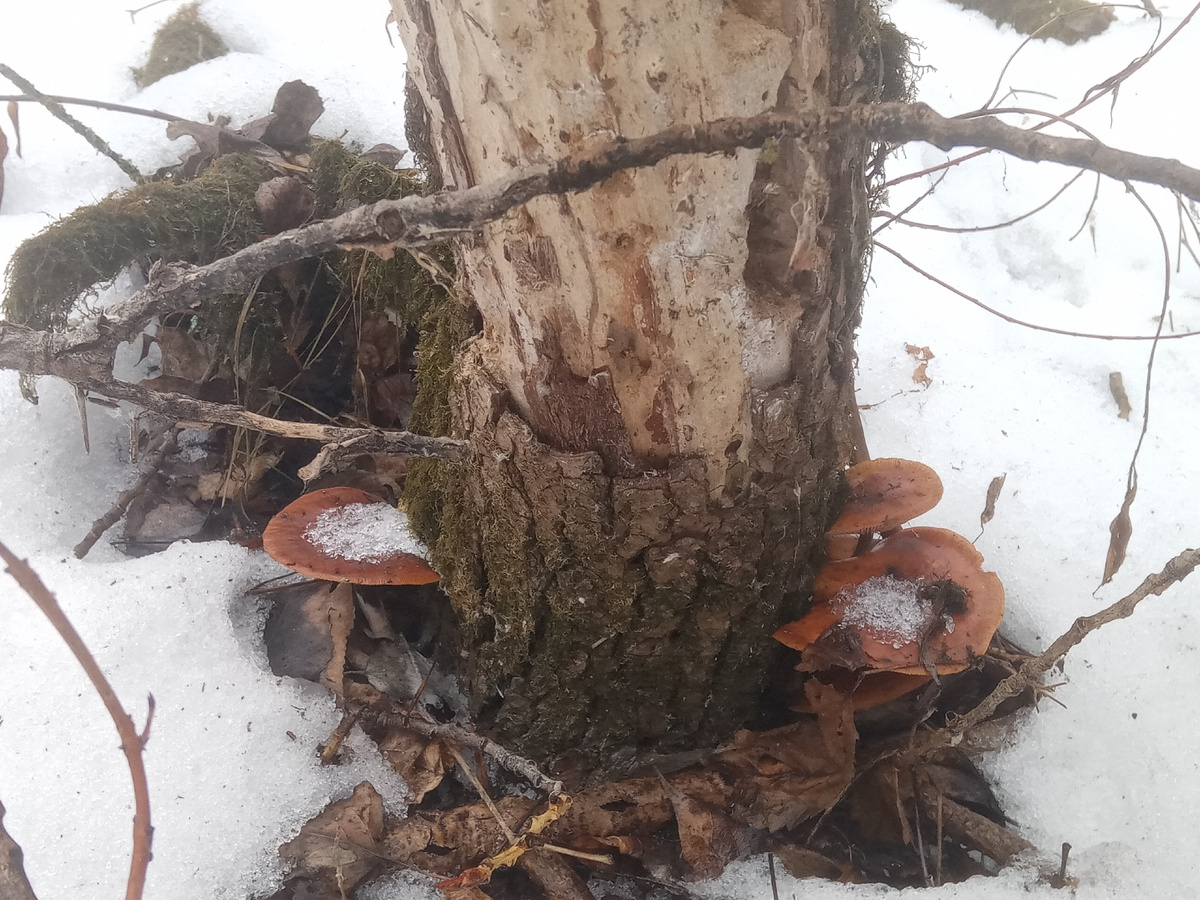 Даже небольшой мороз не помеха этому отважному грибу.