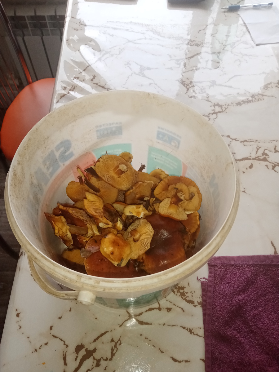 Троды плудов