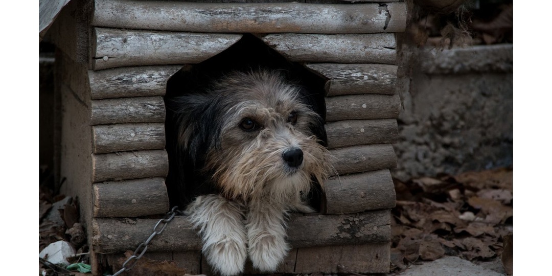 Жители Истры утепляют будку для бездомного пса