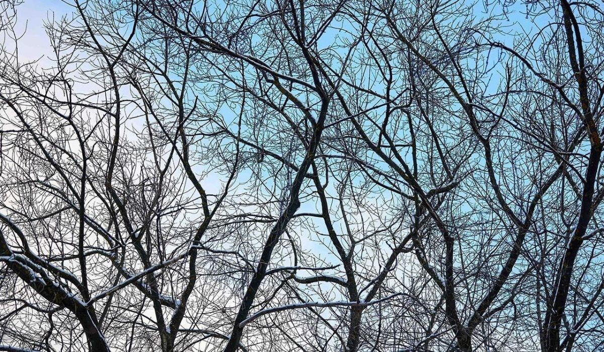     Деревья. Источник: mos.ru Автор фото: Пресс-служба Мэра и Правительства Москвы