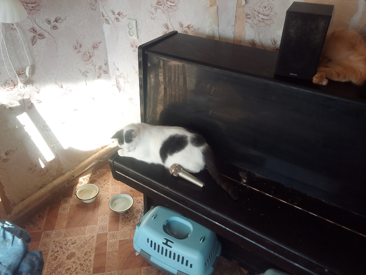 Кныш поет песню