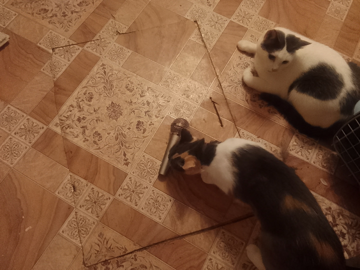 Бусинка и Кныш поют