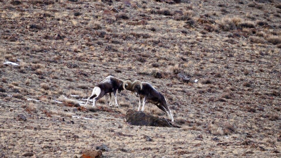    Бой аргали в Сайлюгемском нацпарке. Источник: Денис Гуляев / Телеграм-канал Сайлюгемского нацпарка