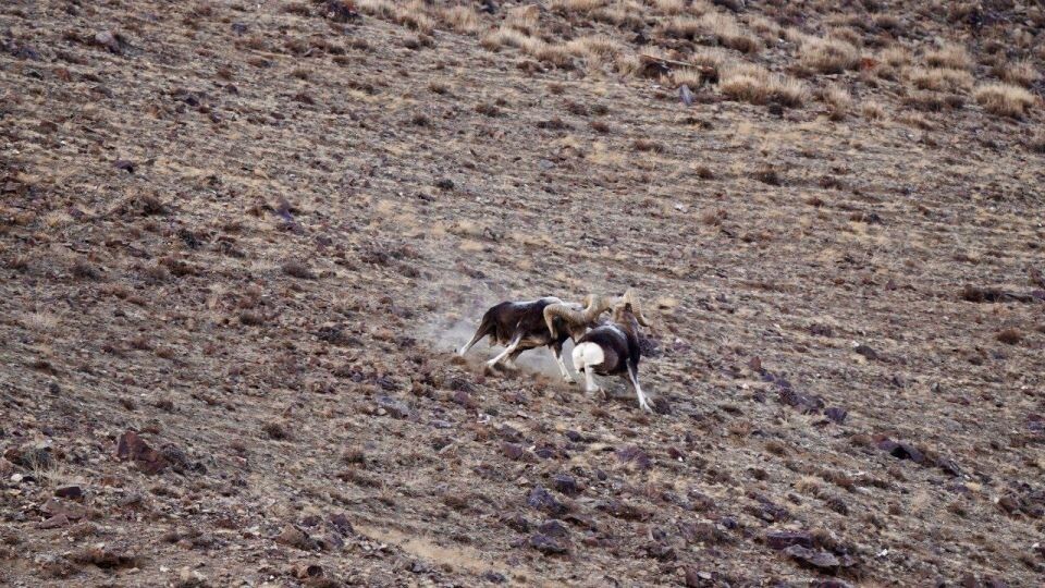    Бой аргали в Сайлюгемском нацпарке. Источник: Денис Гуляев / Телеграм-канал Сайлюгемского нацпарка