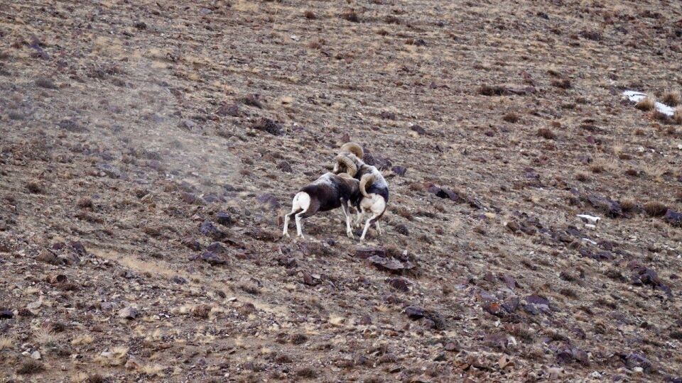    Бой аргали в Сайлюгемском нацпарке. Источник: Денис Гуляев / Телеграм-канал Сайлюгемского нацпарка