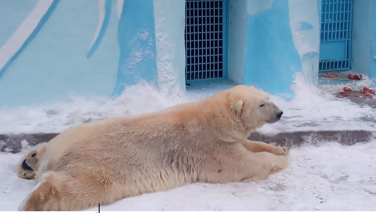 полярный мишка