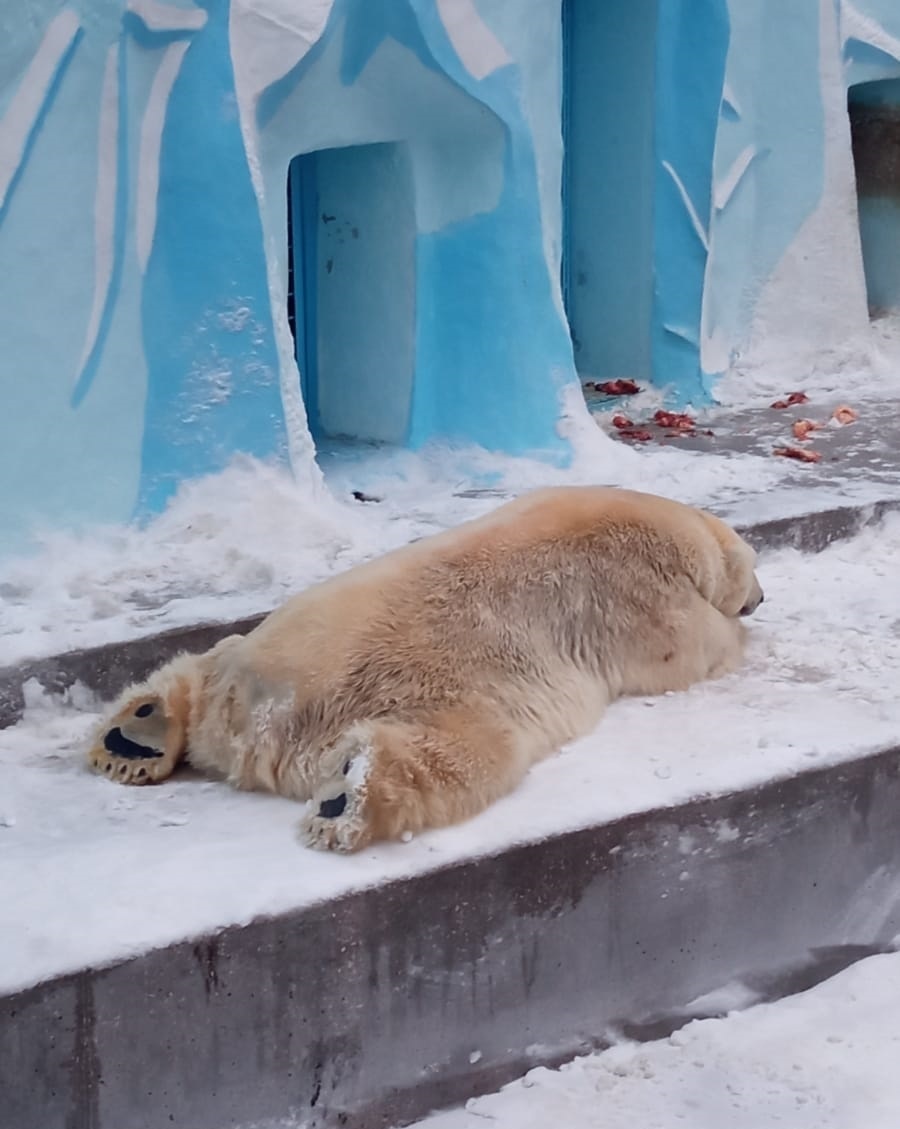 полярный мишка