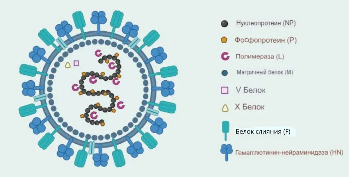 Схематическое изображение вируса болезни Ньюкасла. Вирус болезнь Ньюкасла является онколитическим вирусов. В нативном состоянии вызывает болезнь у птиц. Для человека он не патогенен. Может вызвать легкие недомогания и проходит быстро. Китайские ученые разработали рекомбинантный вирус болезни Ньюкасла со свиным геном α1,3GT (ndv-gt), вызывающий гиперострое отторжение. 