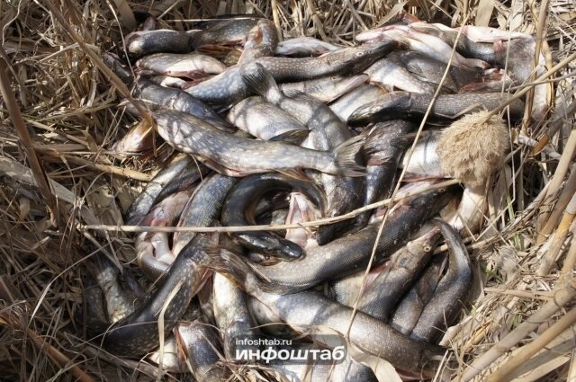    Фото: Объединённая редакция Инфоштаб