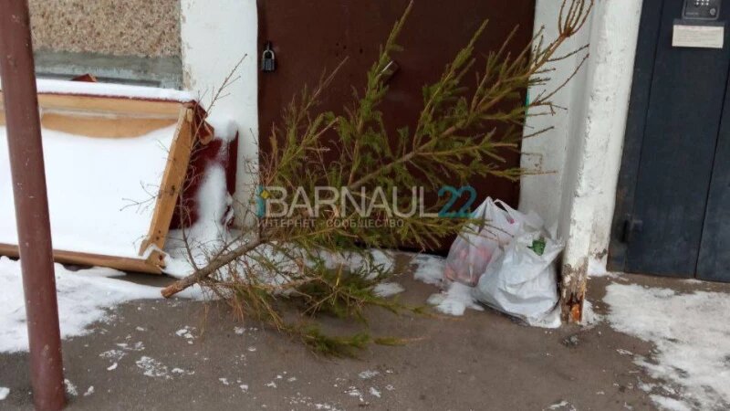     Выброшенная елка. Barnaul 22