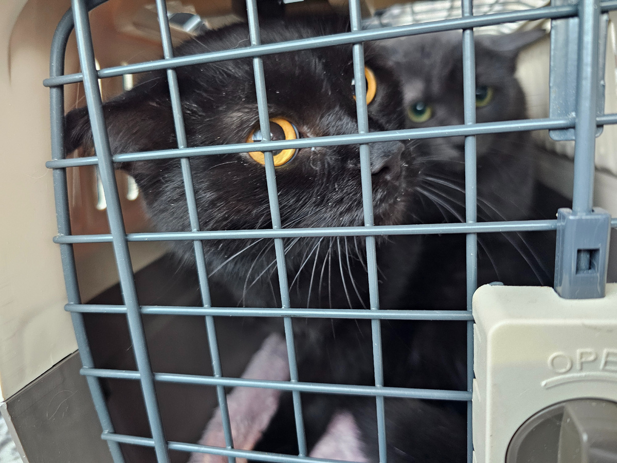 Фото автора. Силим и Мару.