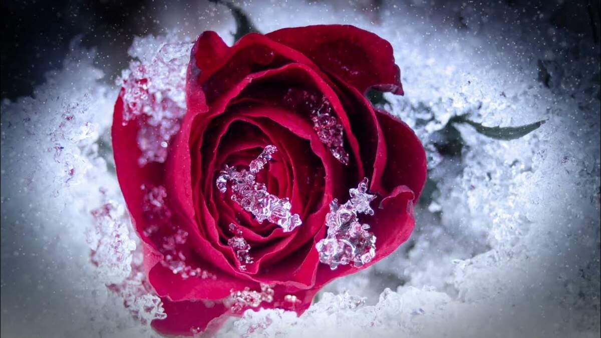 Яндекс фото.