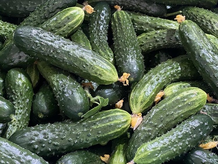   Иркутские овощеводы собрали первый январский урожай огурцов 2025