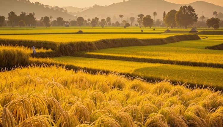    Для биологизации рисоводства разработаны особые почвенные гранулы