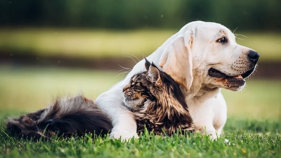 Больше интересного в нашем Telegram-канале! https://t.me/grand_prix_pet_food