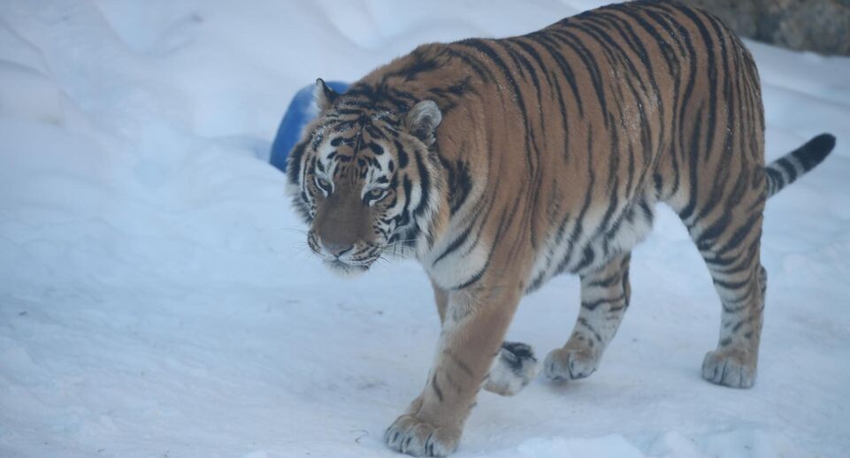    Komsomolskaya Pravda/Global Look Press