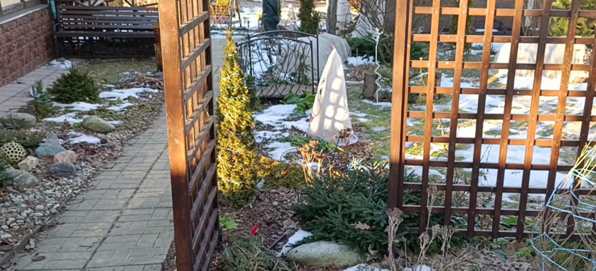 мой сад 19 января 2025 года