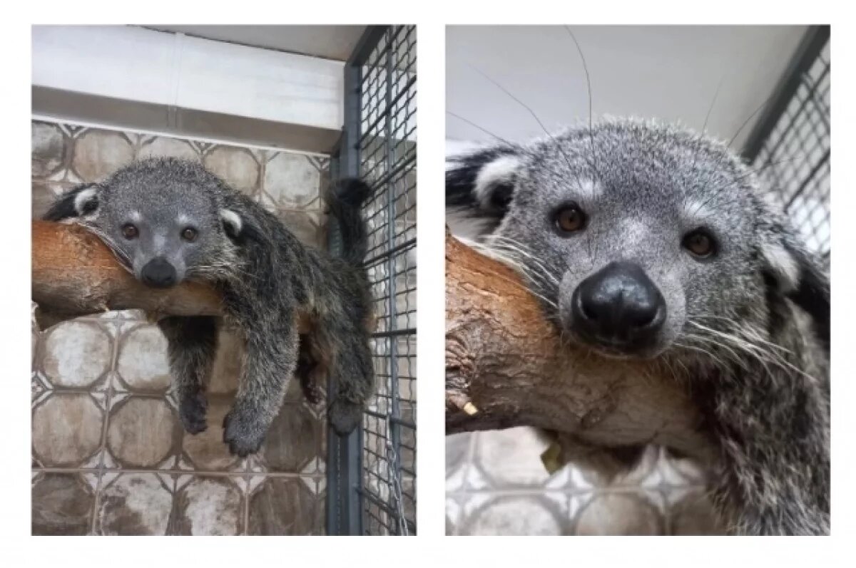    Это бинтуронг, который живёт в Екатеринбургском зоопарке. В Перми появится такое же животное