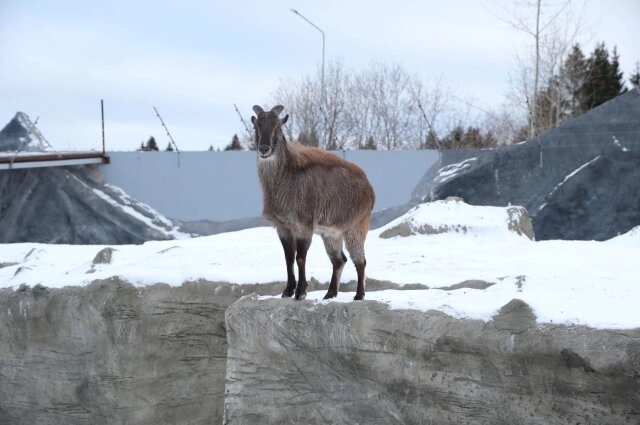    Некоторые звери уже обживают новые вольеры. Фото: Министерство строительства Пермского края
