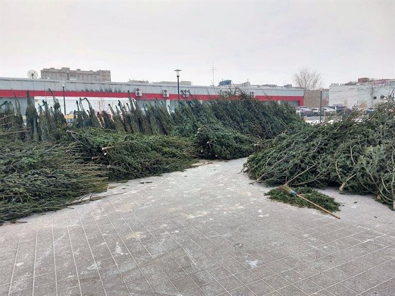     На онлайн-карте Красноярска появился пункт утилизации новогодних деревьев