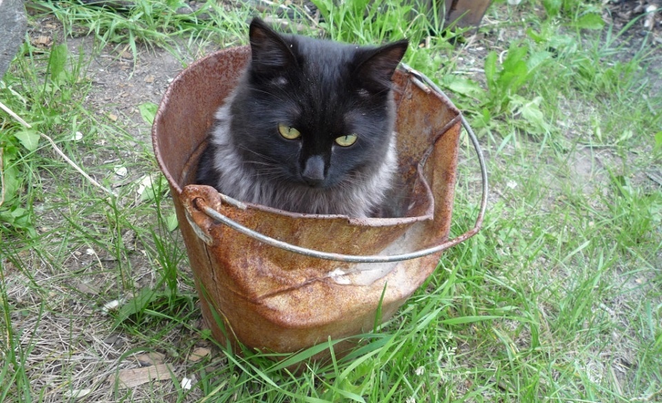 Коты любят сидеть в коробках и не только. Этот мурлыка подтверждает теорию, а вот его собрату из Хьюстона не повезло