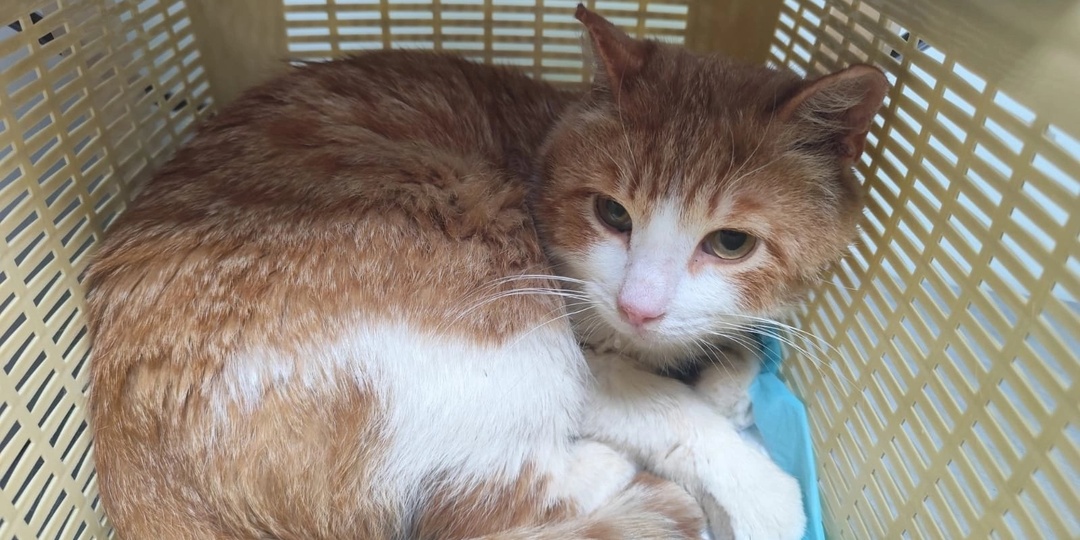 Котику, брошенному на дачах, нужна срочная операция...